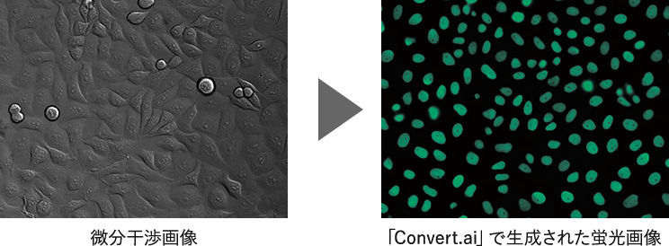微分干渉画像→「Convert.ai」で生成された蛍光画像