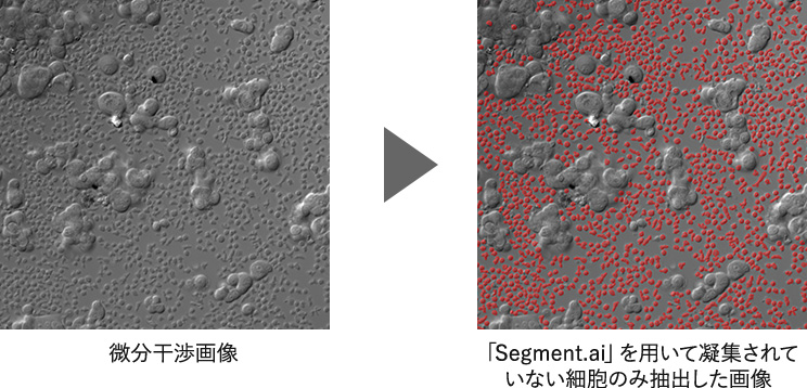 微分干渉画像→「Segment.ai」を用いて凝集されていない細胞のみ抽出した画像