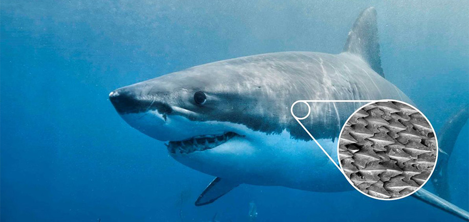 サメ肌のイメージ画像