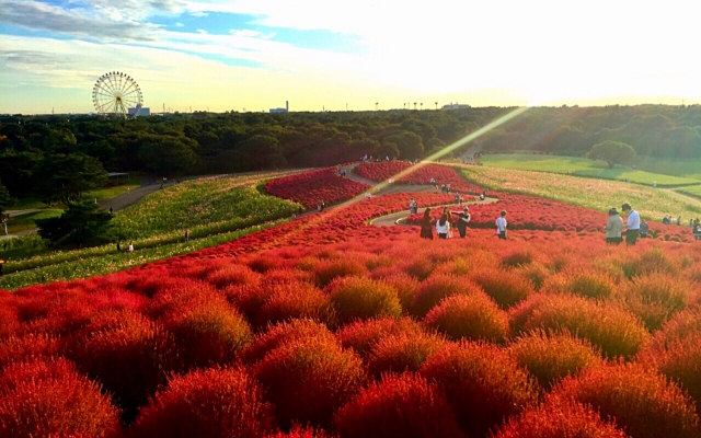 ひたち海浜公園