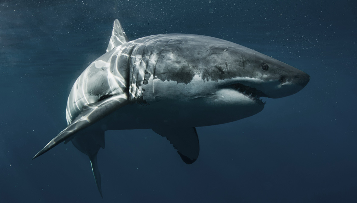 サステナブルなテクノロジー:リブレット加工