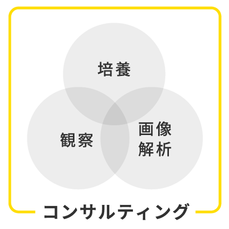 「培養」「観察」「画像解析」コンサルティング